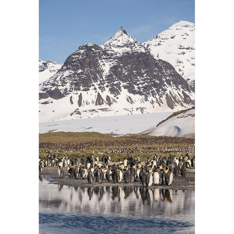 Antarctica-South Georgia Island-Salisbury Plain King penguins on beach  Gold Ornate Wood Framed Art Print with Double Matting by Jaynes Gallery