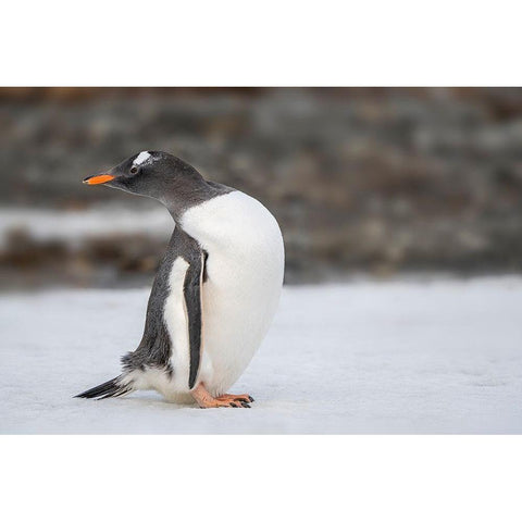 Antarctica-South Georgia Island-Stromness Bay Gentoo penguin close-up  Black Modern Wood Framed Art Print with Double Matting by Jaynes Gallery