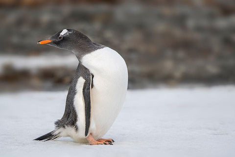 Antarctica-South Georgia Island-Stromness Bay Gentoo penguin close-up  White Modern Wood Framed Art Print with Double Matting by Jaynes Gallery