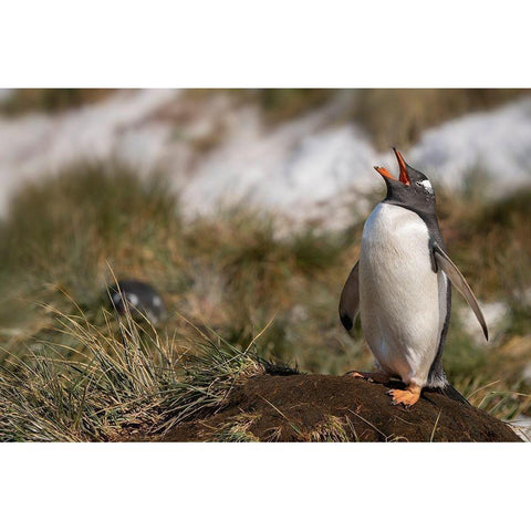 Antarctica-South Georgia Island-Bay of Isles Gentoo penguin calling for its mate  Black Modern Wood Framed Art Print by Jaynes Gallery