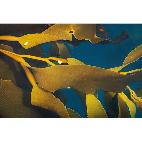 Antarctica-South Georgia Island-Undine Harbor North Close-up of kelp in ocean  Black Modern Wood Framed Art Print by Jaynes Gallery