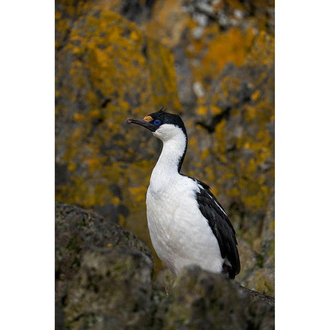 Antarctica-South Georgia Island-Undine Harbor North Antarctic blue-eyed shag close-up  Gold Ornate Wood Framed Art Print with Double Matting by Jaynes Gallery
