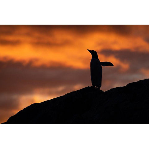 Antarctica-Paradise Harbor aka Paradise Bay Silhouette of gentoo penguins with polar sunset Black Modern Wood Framed Art Print by Hopkins, Cindy Miller