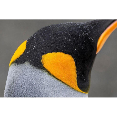 South Georgia-Gold Harbour aka Gold Harbor Detail of raindrops on King penguin feathers White Modern Wood Framed Art Print by Hopkins, Cindy Miller