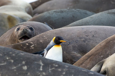 Southern Ocean-South Georgia-A king penguin-elephant seals lying on the beach Black Ornate Wood Framed Art Print with Double Matting by Goff, Ellen B.