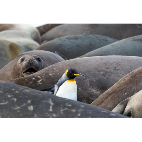 Southern Ocean-South Georgia-A king penguin-elephant seals lying on the beach Black Modern Wood Framed Art Print by Goff, Ellen B.