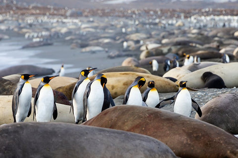Southern Ocean-South Georgia-A group of king penguins-elephant seals Black Ornate Wood Framed Art Print with Double Matting by Goff, Ellen B.