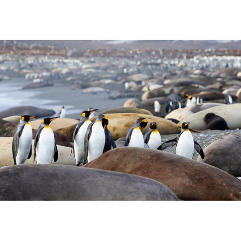 Southern Ocean-South Georgia-A group of king penguins-elephant seals Black Modern Wood Framed Art Print by Goff, Ellen B.
