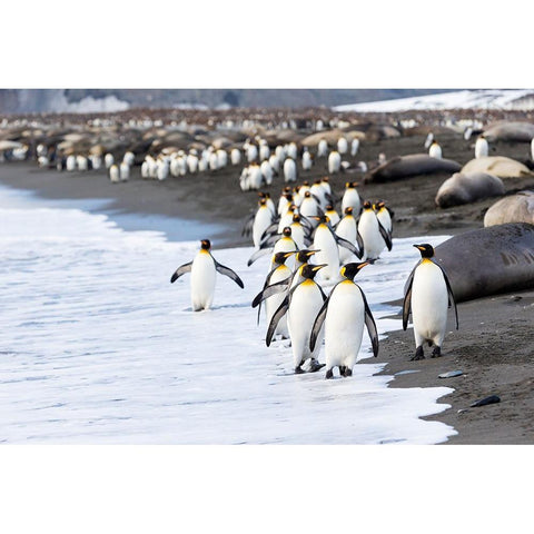 Southern Ocean-South Georgia-king penguin-elephant seals Black Modern Wood Framed Art Print by Goff, Ellen B.
