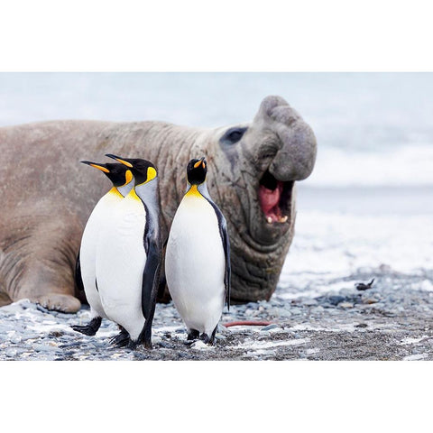 Southern Ocean-South Georgia-Salisbury Plain-king penguin-southern elephant seal Black Modern Wood Framed Art Print by Goff, Ellen B.