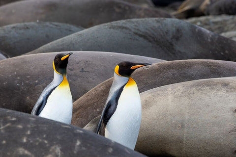 Southern Ocean-South Georgia-King penguins-elephant seals White Modern Wood Framed Art Print with Double Matting by Goff, Ellen B.