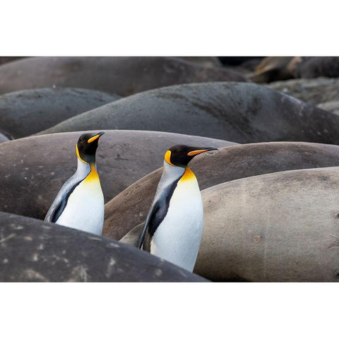 Southern Ocean-South Georgia-King penguins-elephant seals Black Modern Wood Framed Art Print by Goff, Ellen B.