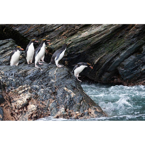 Southern Ocean-South Georgia-Cooper Bay-Macaroni penguins Black Modern Wood Framed Art Print by Goff, Ellen B.