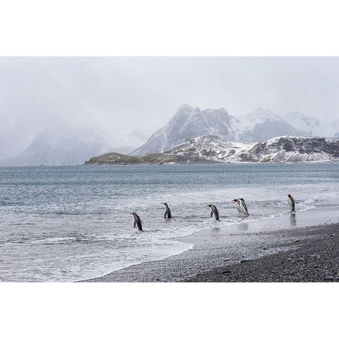 Southern Ocean-South Georgia-Salisbury Plain-penguin Black Modern Wood Framed Art Print with Double Matting by Goff, Ellen B.