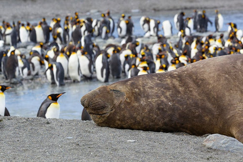 Southern Ocean-South Georgia-A large elephant seal bull lies in the midst of many penguins White Modern Wood Framed Art Print with Double Matting by Goff, Ellen B.
