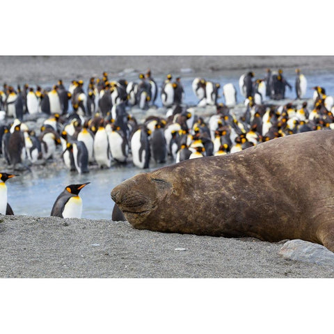 Southern Ocean-South Georgia-A large elephant seal bull lies in the midst of many penguins Gold Ornate Wood Framed Art Print with Double Matting by Goff, Ellen B.