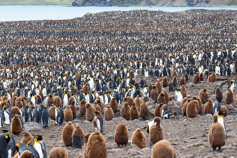 Southern Ocean-South Georgia-St-Andrews Bay- Black Ornate Wood Framed Art Print with Double Matting by Goff, Ellen B.
