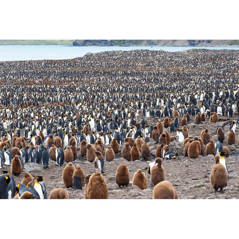 Southern Ocean-South Georgia-St-Andrews Bay- Black Modern Wood Framed Art Print by Goff, Ellen B.
