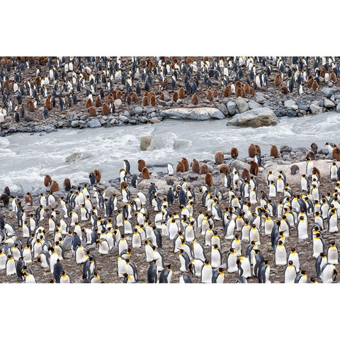 Southern Ocean-South Georgia-St-Andrews Bay-penguins Black Modern Wood Framed Art Print by Goff, Ellen B.