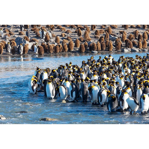 Southern Ocean-South Georgia-St-Andrews Bay-king penguins Black Modern Wood Framed Art Print by Goff, Ellen B.