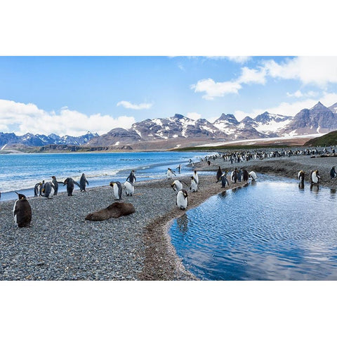 Southern Ocean-South Georgia-Salisbury Plain-mountains Black Modern Wood Framed Art Print by Goff, Ellen B.