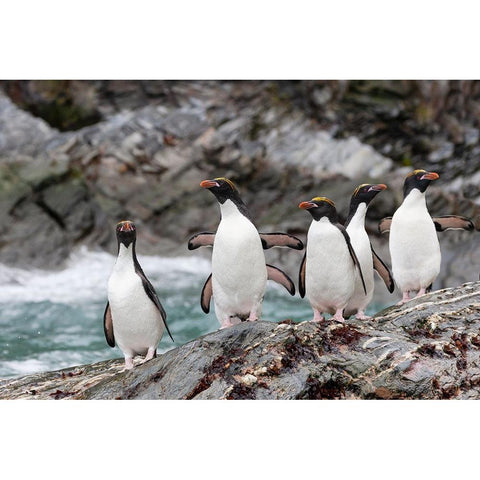 Southern Ocean-South Georgia-Cooper Bay-macaroni penguin Black Modern Wood Framed Art Print by Goff, Ellen B.
