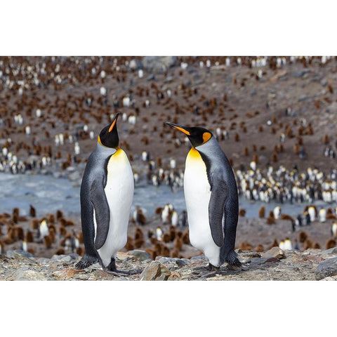 Southern Ocean-South Georgia-adult penguins Black Modern Wood Framed Art Print by Goff, Ellen B.