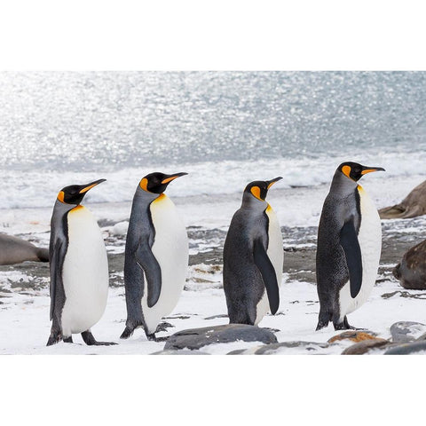 Southern Ocean-South Georgia-Salisbury Plain-adult king penguins-snowy beach Black Modern Wood Framed Art Print by Goff, Ellen B.