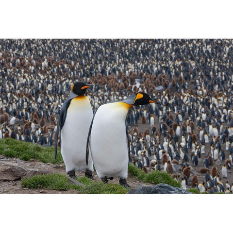 Southern Ocean-South Georgia-St-Andrews Bay-Two adults stand together overlooking the crowded colony Black Modern Wood Framed Art Print by Goff, Ellen B.