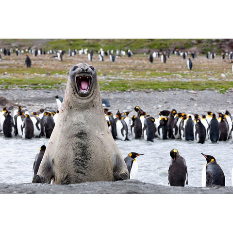 Southern Ocean-South Georgia-southern elephant seal-An elephant seal bull bellows Black Modern Wood Framed Art Print by Goff, Ellen B.