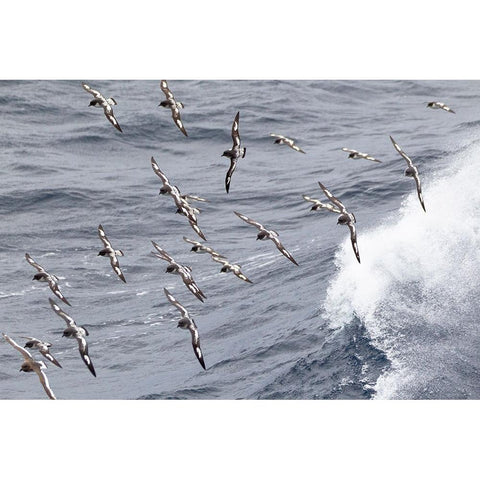 Southern Ocean-South Georgia-cape petrel or pintado-Daption capense-South Georgia Black Modern Wood Framed Art Print by Goff, Ellen B.