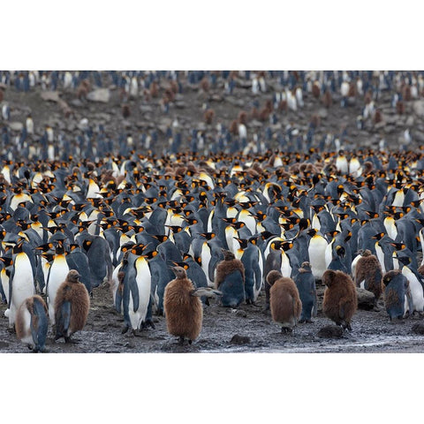 Southern Ocean-South Georgia-St-Andrews Bay-The rookery is crowded with adults and a few chicks White Modern Wood Framed Art Print by Goff, Ellen B.