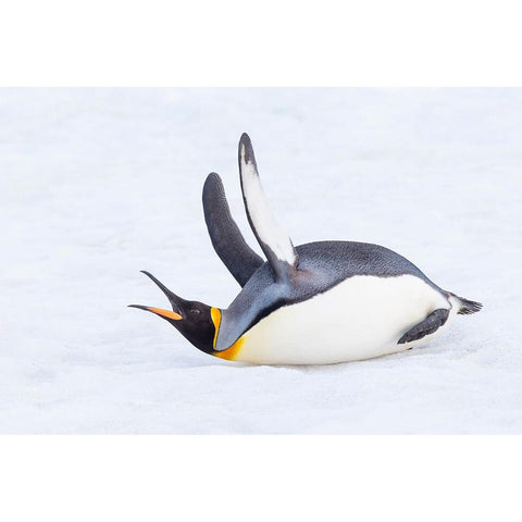 Southern Ocean-South Georgia-A king penguin flaps its flippers and vocalizes while lying down Gold Ornate Wood Framed Art Print with Double Matting by Goff, Ellen B.