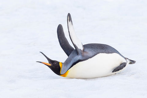 Southern Ocean-South Georgia-A king penguin flaps its flippers and vocalizes while lying down Black Ornate Wood Framed Art Print with Double Matting by Goff, Ellen B.