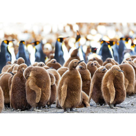 Southern Ocean-South Georgia-King penguin chicks stand together with adults in the background Black Modern Wood Framed Art Print by Goff, Ellen B.