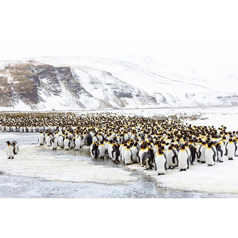 Southern Ocean-South Georgia-Salisbury Plain-Non breeding adults congregate on the icy plains Black Modern Wood Framed Art Print by Goff, Ellen B.