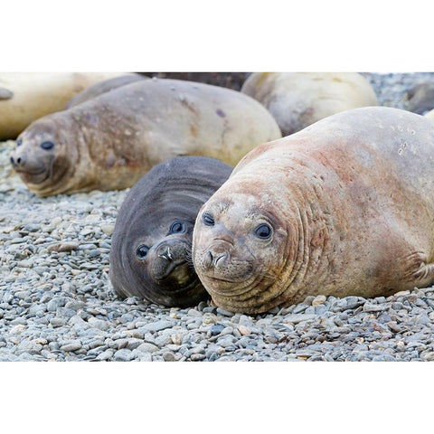 Southern Ocean-South Georgia-A female elephant seal and her pup lie together on the beach Black Modern Wood Framed Art Print by Goff, Ellen B.