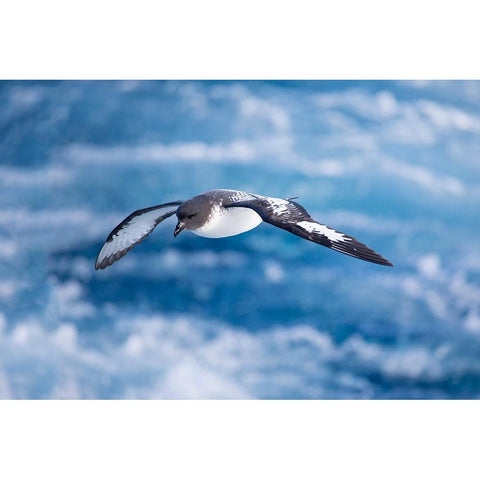 Southern Ocean-South Georgia-cape petrel or pintado-Daption capense Black Modern Wood Framed Art Print by Goff, Ellen B.