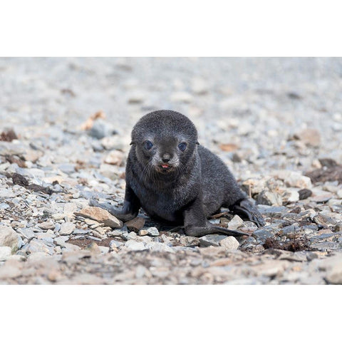 Southern Ocean-South Georgia-Antarctic fur seal-Portrait of a very young fur seal pup with blue eyes Black Modern Wood Framed Art Print by Goff, Ellen B.