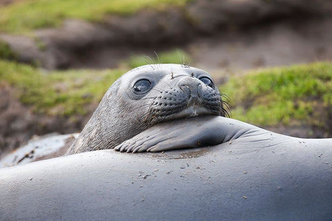 Southern Ocean-South Georgia-A young elephant seal mouths the flipper of another Black Ornate Wood Framed Art Print with Double Matting by Goff, Ellen B.