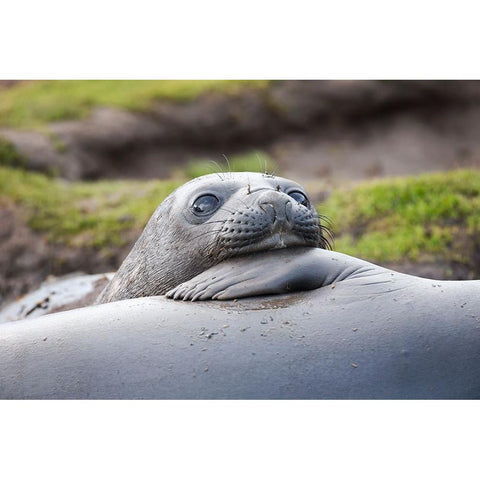 Southern Ocean-South Georgia-A young elephant seal mouths the flipper of another Black Modern Wood Framed Art Print by Goff, Ellen B.