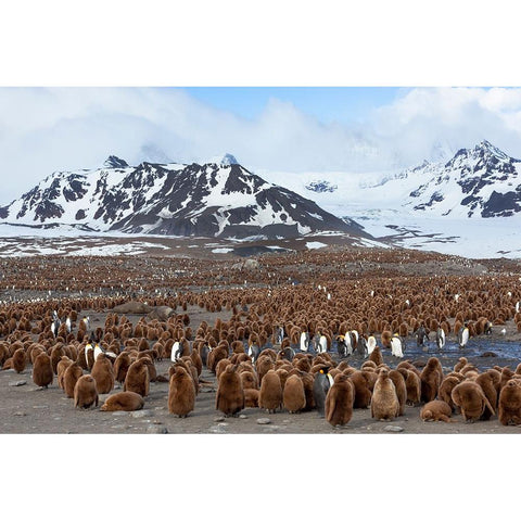 Southern Ocean-South Georgia-Salisbury Plain-View of the colony at Salisbury Plain Black Modern Wood Framed Art Print with Double Matting by Goff, Ellen B.