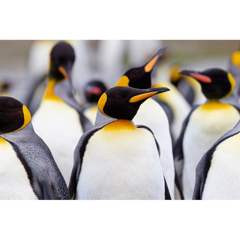 Southern Ocean-South Georgia-Portrait of a king penguin among other adults Black Modern Wood Framed Art Print with Double Matting by Goff, Ellen B.