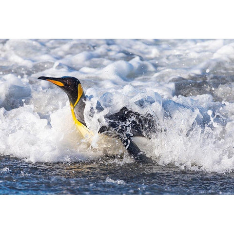 Southern Ocean-South Georgia-A king penguin surfs the waves to the shore Black Modern Wood Framed Art Print by Goff, Ellen B.