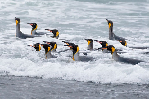 Southern Ocean-South Georgia-A group of king penguins bathe in the surf Black Ornate Wood Framed Art Print with Double Matting by Goff, Ellen B.