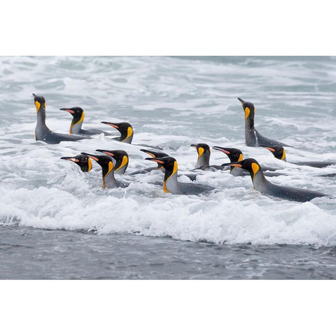 Southern Ocean-South Georgia-A group of king penguins bathe in the surf White Modern Wood Framed Art Print by Goff, Ellen B.