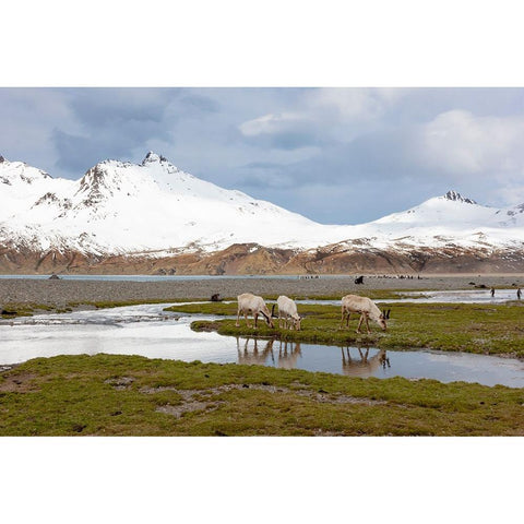 Southern Ocean-South Georgia-Fortuna Bay-reindeer-Rangifer tarandus-Reindeer Black Modern Wood Framed Art Print by Goff, Ellen B.