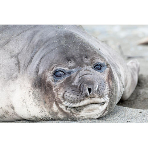 Southern Ocean-South Georgia-Headshot of an elephant seal weaner Black Modern Wood Framed Art Print by Goff, Ellen B.