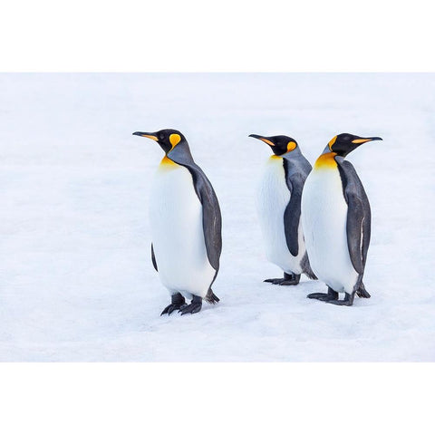 Southern Ocean-South Georgia-Portrait of king penguins in the snow Black Modern Wood Framed Art Print by Goff, Ellen B.