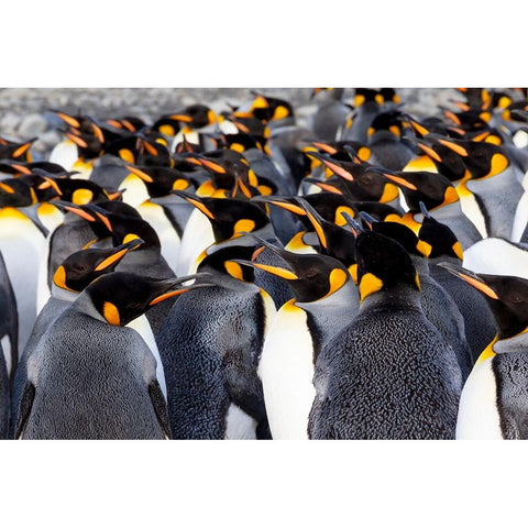 Southern Ocean-South Georgia-Picture of a group of king penguins Black Modern Wood Framed Art Print by Goff, Ellen B.